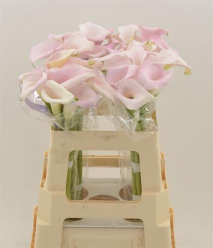 Zantedeschia Sweet Art