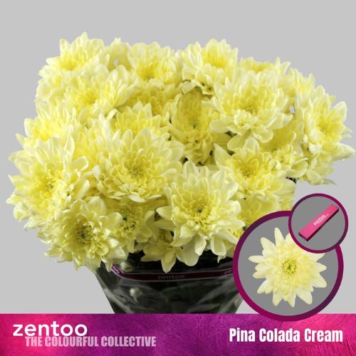 Chrysanthemum (Indicum Grp) tros Pina Colada Cream