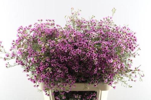 Chamelaucium uncinatum 'Grand Jupiter'