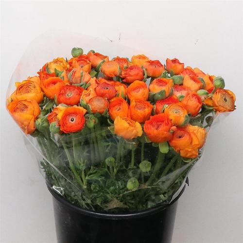Ranunculus asiaticus 'Elegance Orange'
