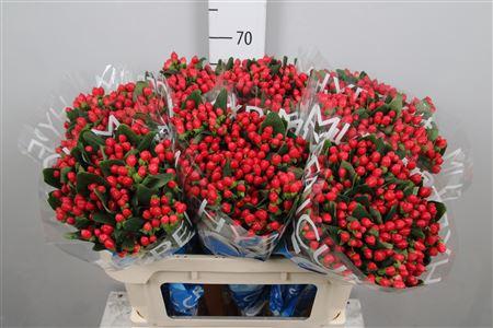 Hypericum Coco Diablo
