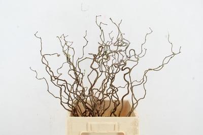 Corylus avellana 'Contorta'