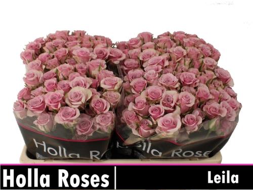 Rosa tros Leila
