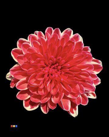 Chrysanthemum Indicum Grp tros kas kleurbehandeld H%
