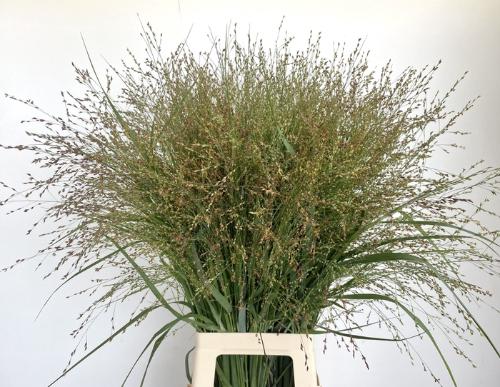 Panicum virgatum 'Dallas Blues'