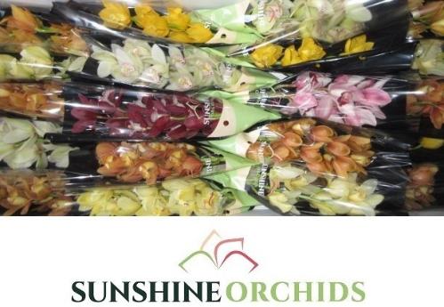 Cymbidium mini per tak gemengd