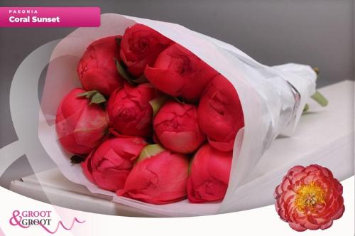 Paeonia Lactiflora Grp 'Coral Sunset'