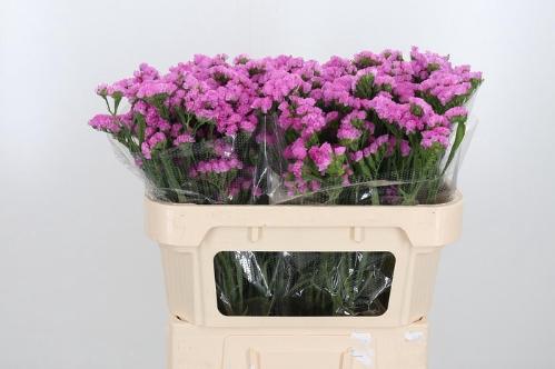 Limonium sinuatum 'Carmen Pink'
