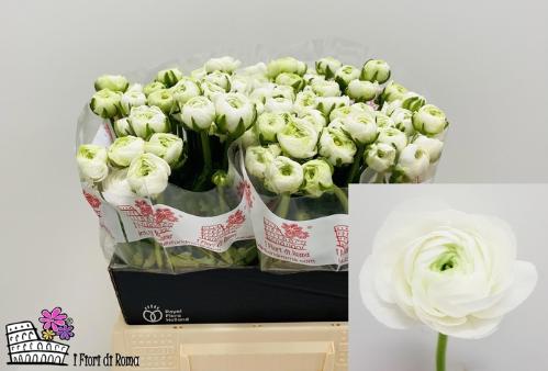 Ranunculus asiaticus 'Elegance White'