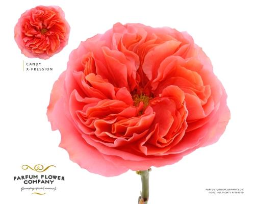 Rosa grootbloemig Candy X-Pression