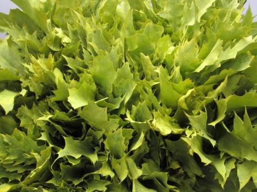 Quercus rubra kleurbehandeld H%