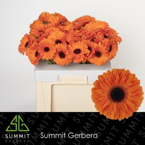 Gerbera grootbloemig 'Dutch Pride'
