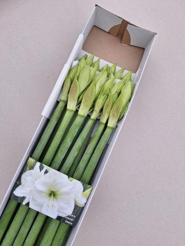 Hippeastrum (Galaxy Grp) 'Albarino'