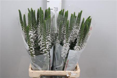 Lysimachia Moonlight