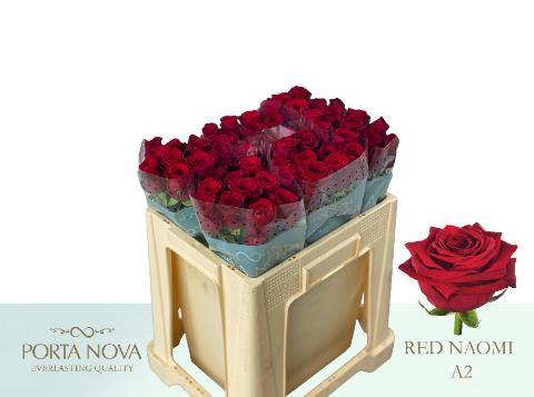 Rosa grootbloemig Red Naomi!