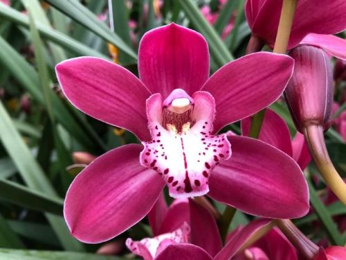 Cymbidium mini 'Mon Cerise'