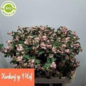 Symphoricarpos Magical Charming Fantasy