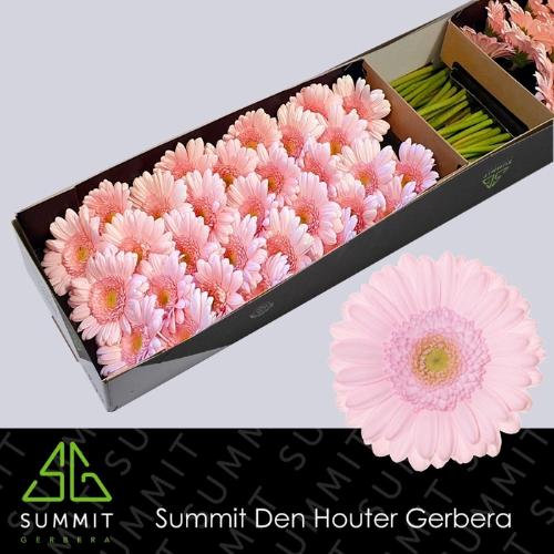 Gerbera mini Bridal Kimsey