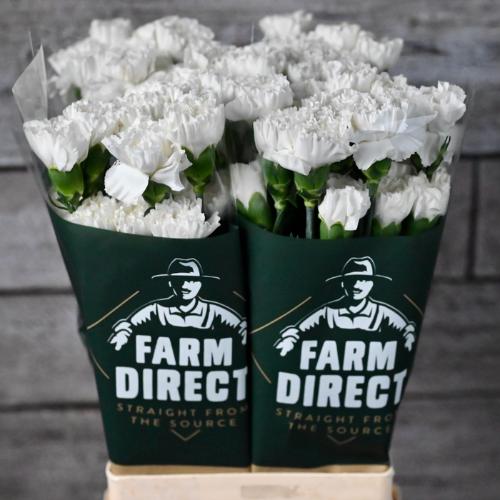 Dianthus standaard 'Moonlight'