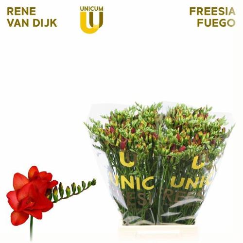 Freesia dubbelbloemig 'Fuego'