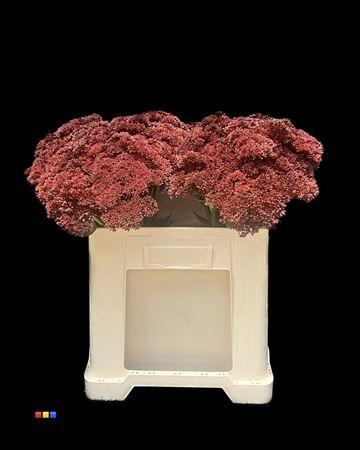 Sedum spectabile kleurbehandeld H%