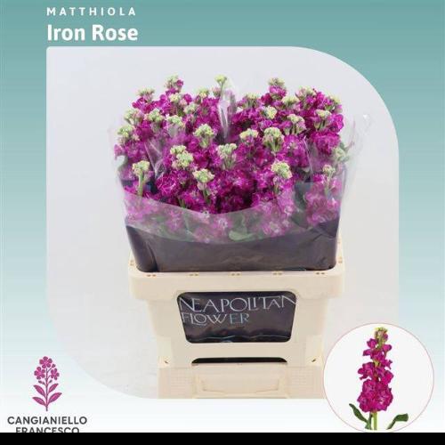 Matthiola incana 'Iron Rose'