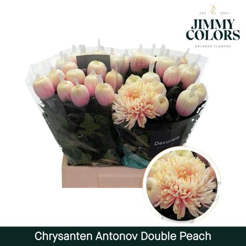 Chrysanthemum (Indicum Grp) geplozen Antonov kleurbehandeld H%