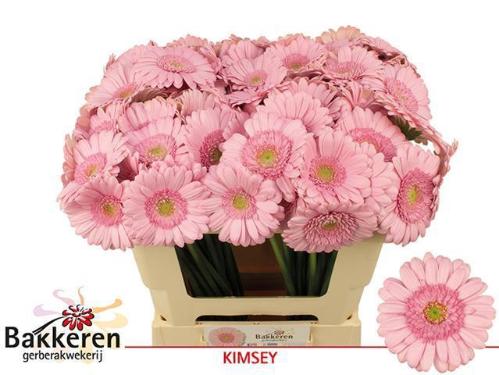 Gerbera mini 'Kimsey'