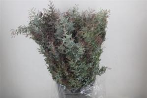 Acacia baileyana bloeiend per bos 'Purpurea'Dealbata Grp