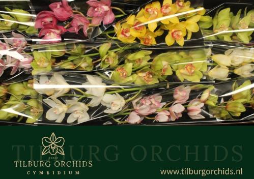 Cymbidium grootbloemig per tak gemengd