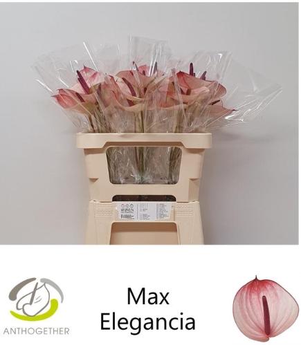 Anthurium Andreanum Grp Maxima Elegancia