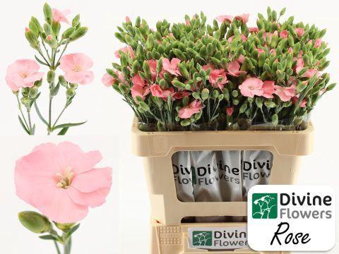 Dianthus Solomio Rose