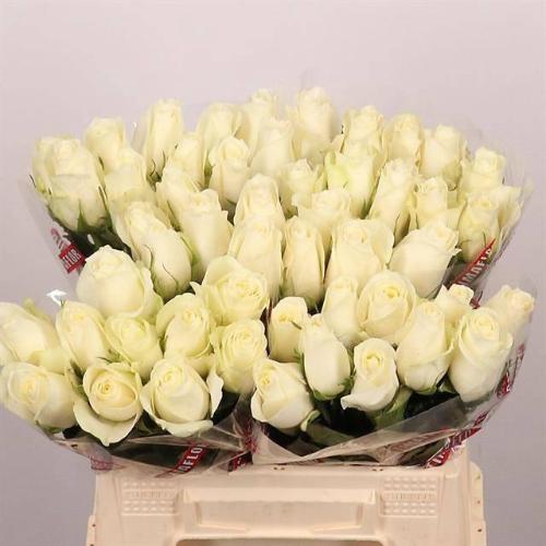 Rosa grootbloemig Albatros