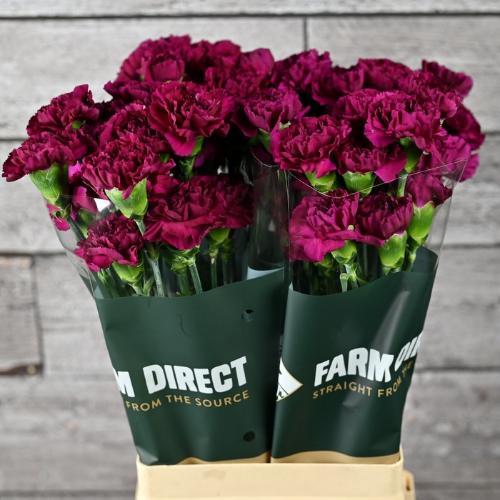 Dianthus standaard Yukari Violet