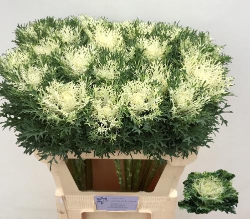 Brassica oleracea 'Crane Feather Pure White'