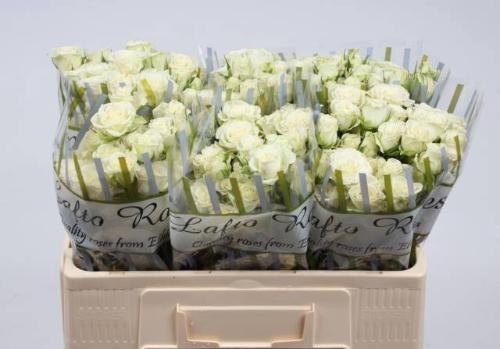 Rosa tros Snowflake