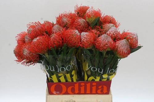 Leucospermum cordifolium 'Tango'