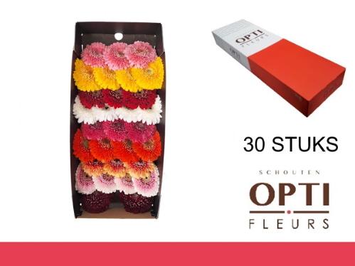 Gerbera Pomponi gemengd 2 kleuren