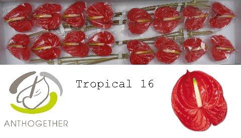 Anthurium Andreanum Grp 'Tropical'
