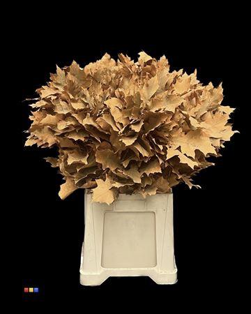 quercus overig kleurbehandeld H%