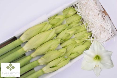 Hippeastrum (Galaxy Grp) 'Albarino'