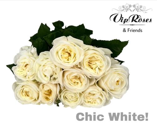 Rosa grootbloemig Chic White!