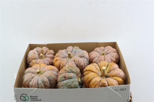 Cucurbita moschata 'Hayato'