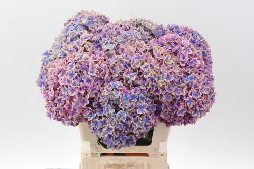 Hydrangea macrophylla 'Samurai'