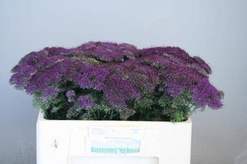 Trachelium caeruleum Purple Lake Michigan