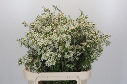 Chamelaucium uncinatum 'Ofir'