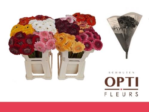 Gerbera Pomponi gemengd 2 kleuren