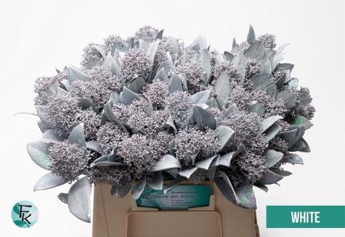 Skimmia per bos overig kleurbehandeld H%