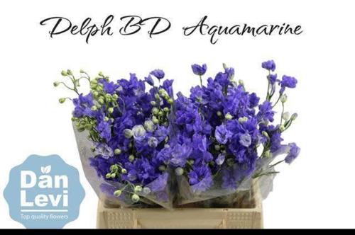 Delphinium dubbelbloemig grandiflorum 'Bijou Aquamarine'