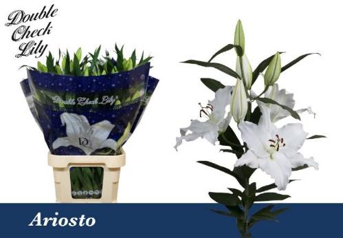 Lilium Oriental Grp 'Ariosto'